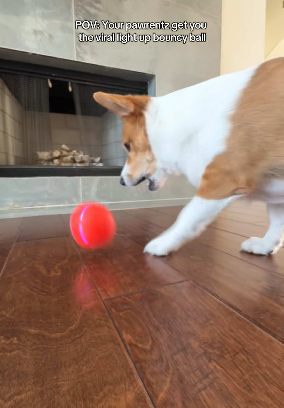 How I keep myself busy and get worn out fast in the mornings! Check out this bouncy light up ball toy! #automaticbouncingball #viraldogtoys #TikTokShop #dogsofttiktok #dogsoftiktokviral #corgi #corgisoftiktok 