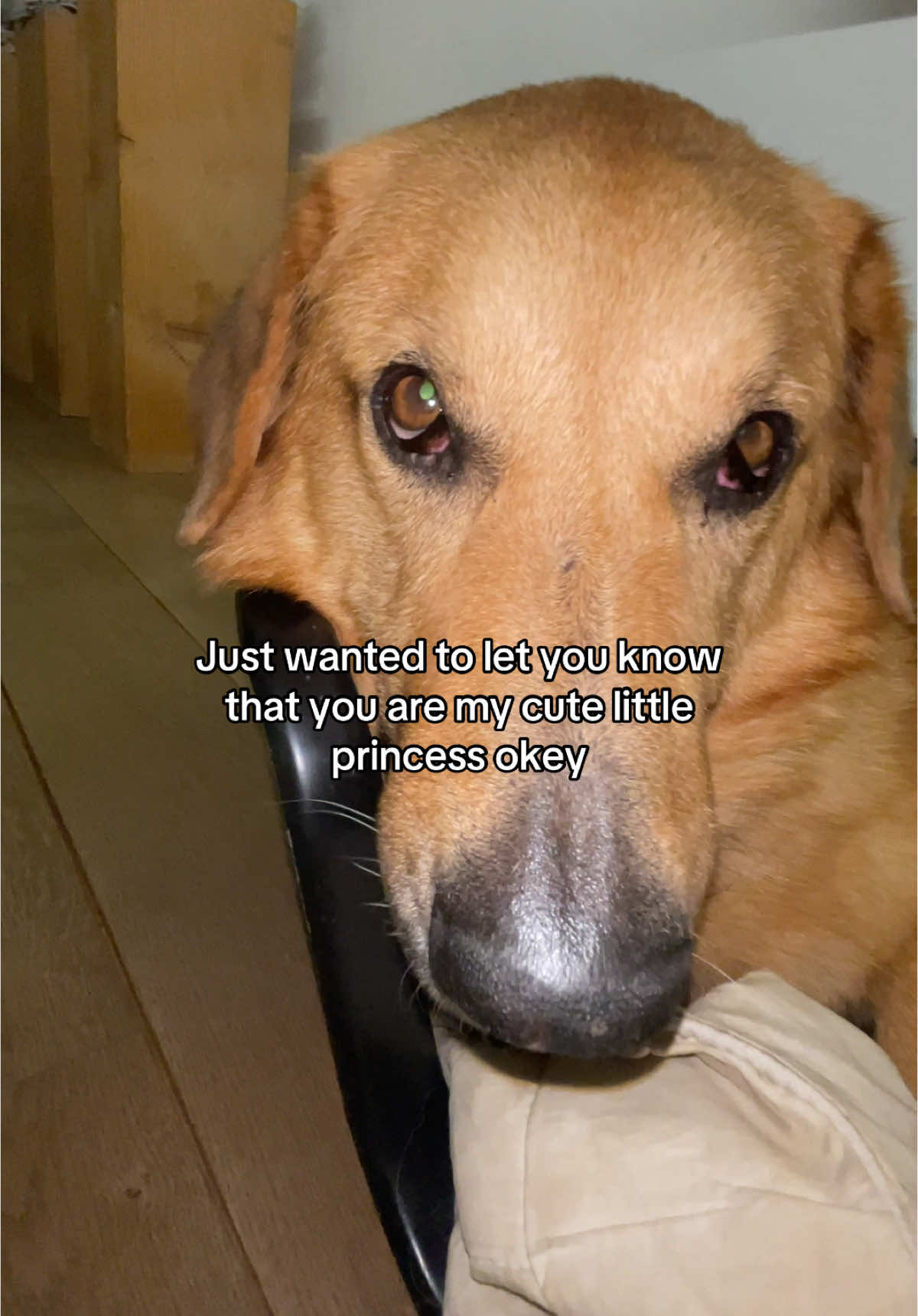 #princes #littleprincess #relatable #cutedog #foruyou #goviral 