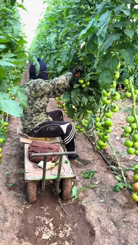 Cutting leaves #vegetables #garden #farm #tomato 