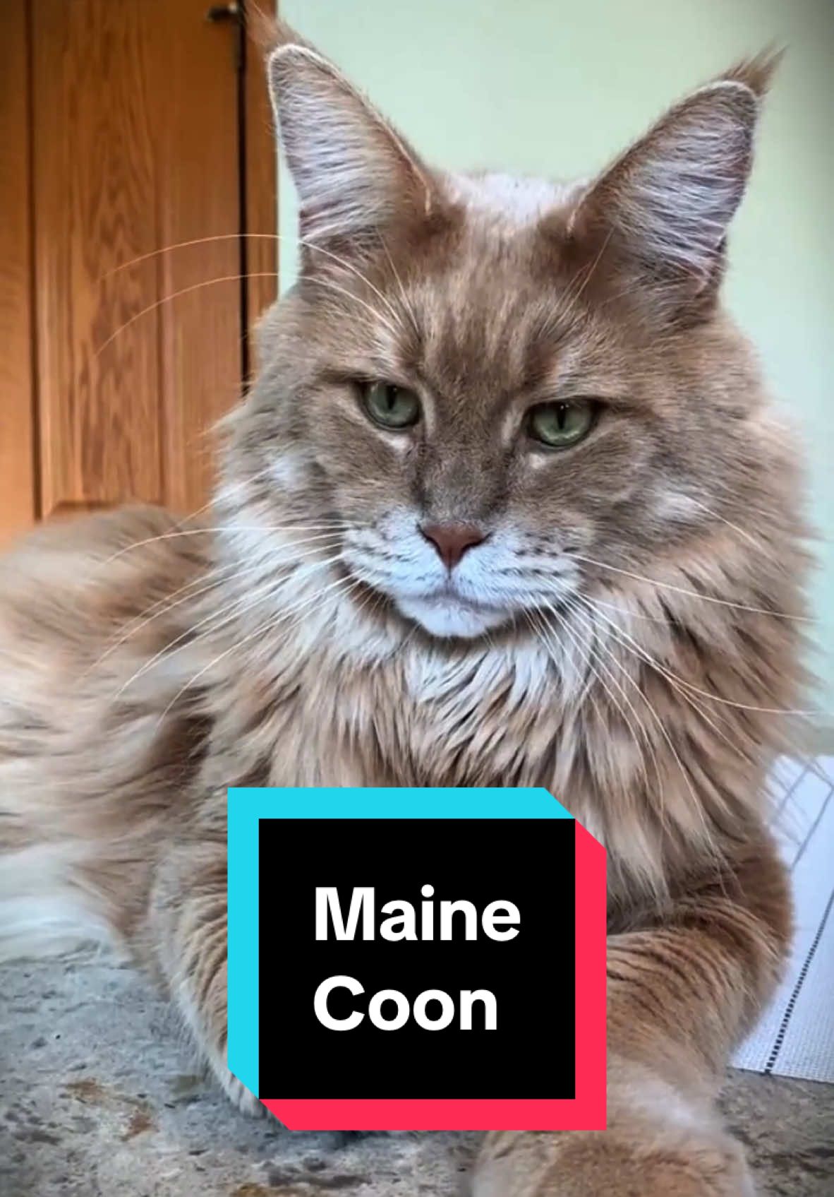 Discover Maine Coon 🐱 a very cute pet cat 😍