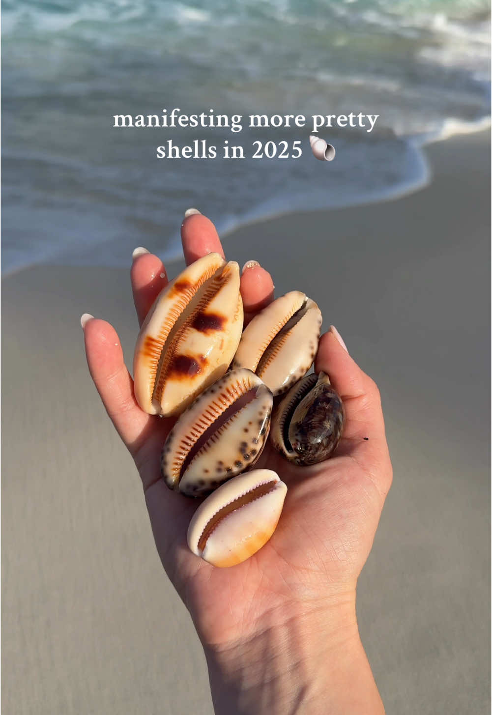 Seashells are more than just treasures from the sea—they’re pieces of a story, and I think that’s why I love collecting them. 🐚 Fiji was shell heaven! I’ve never seen so many different types of cowries in one place! #shelltok #shellgirl #seashell #cowrieshells #cowrie #ocean 