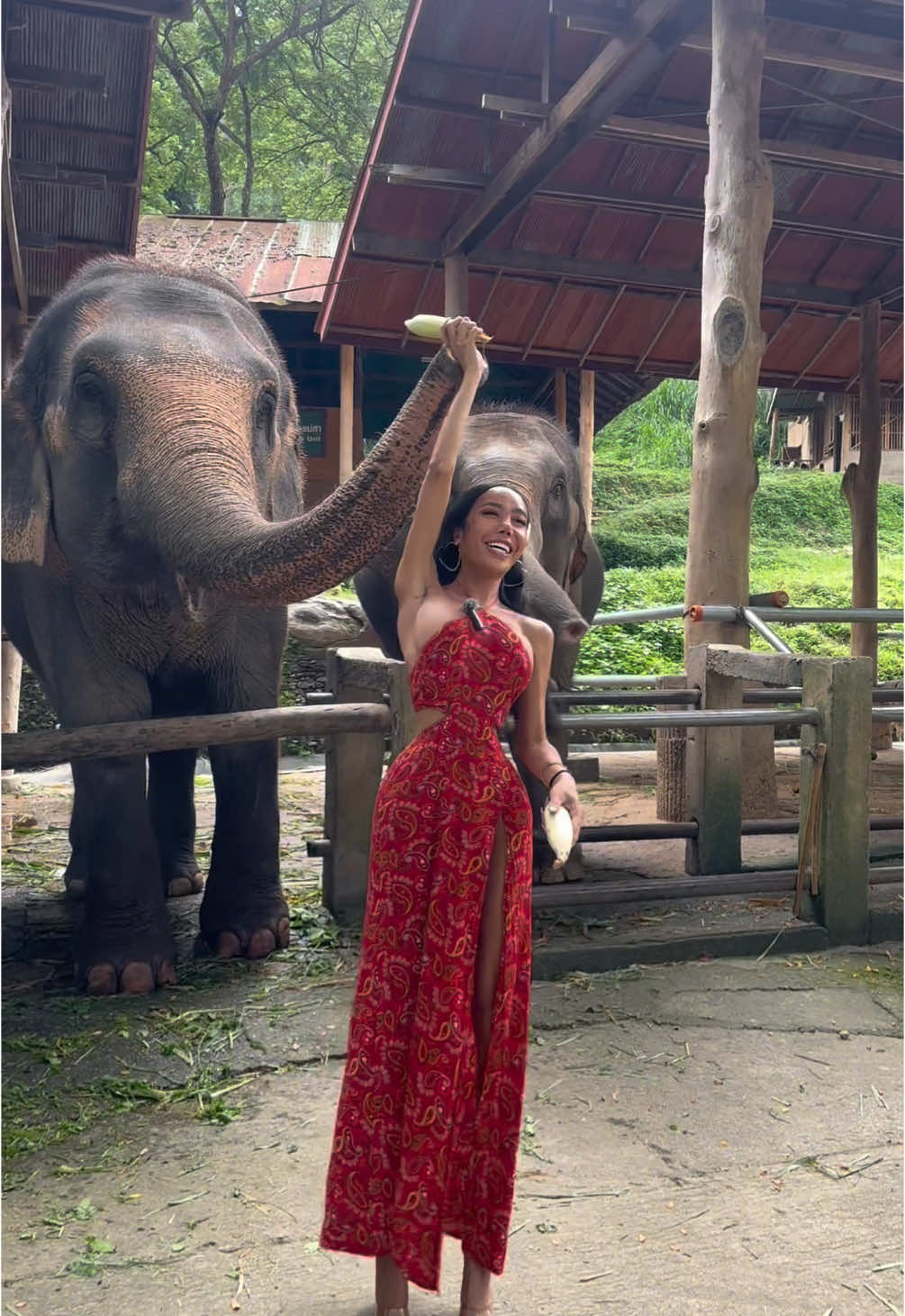 Feed elephants 🐘  @Ladyboymos #transgirl #fyp #elephant 