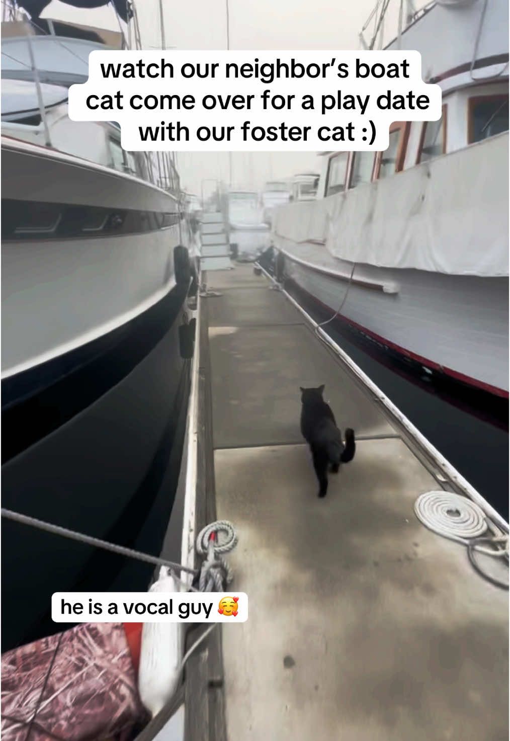 the way his belly swings when he runs 🥲❤️ #boatcats #liveaboard #boatlife #wlw 