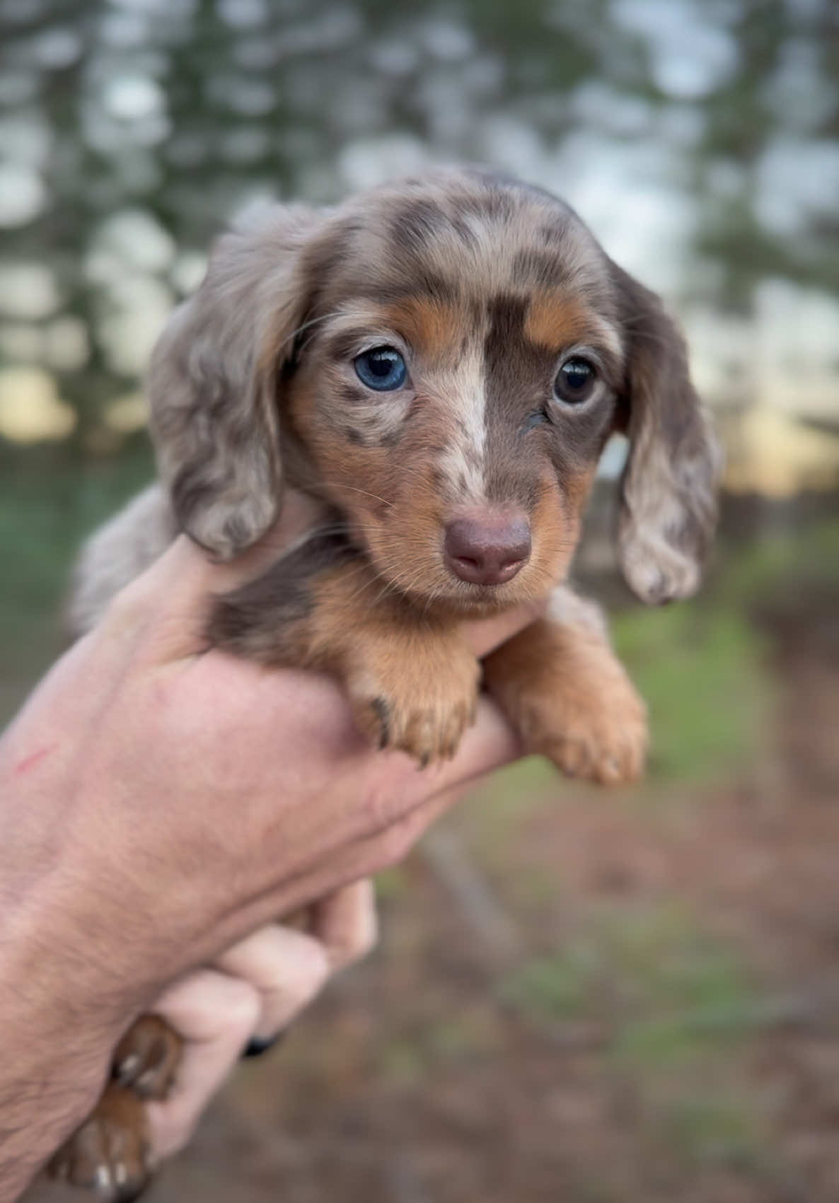 I want you to stay❤️ #miniaturedachshund #dogsoftiktok #miniaturedachshundpuppy #puppy #dachshundaddict #fyp #puppytiktok #dachshundsoftiktok #puppydog 