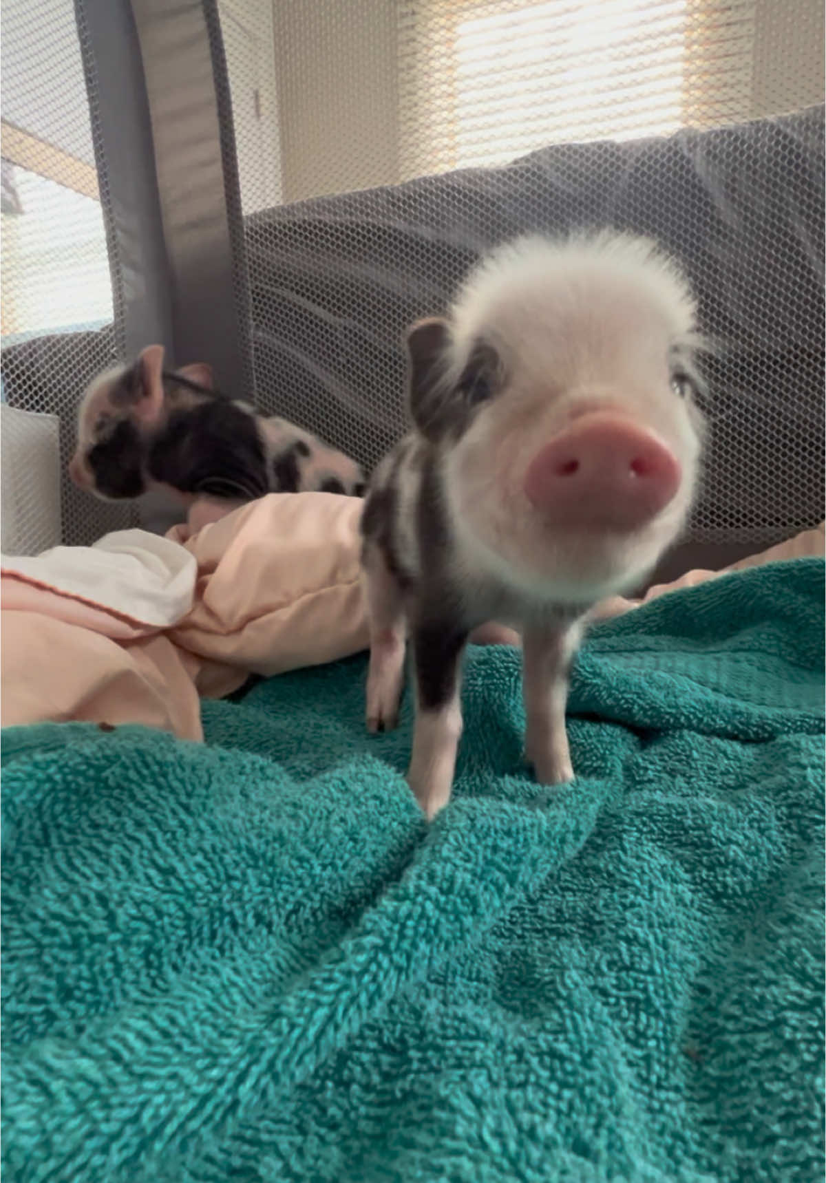 #pig #piglet #cute #cutebaby #baby #animals 