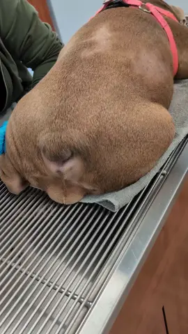 Whoo-wee, shut my mouth, slap your grandma! Those honky-tonk bulldog booty problems. Severe skin fold infection due to 