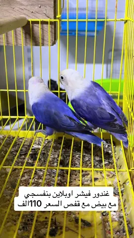 #غندور #احمد_عباس🦜 #جميع_الدول_العربيه #ببغاء_يتكلم_اجمل_انواع_الطيور #ترند #اليوم #بغداد_العراق #كربلاء_العشق #واحد_عراق 