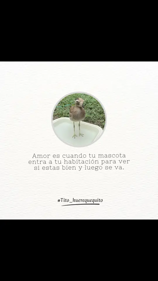 El amor más sincero y leal ✨