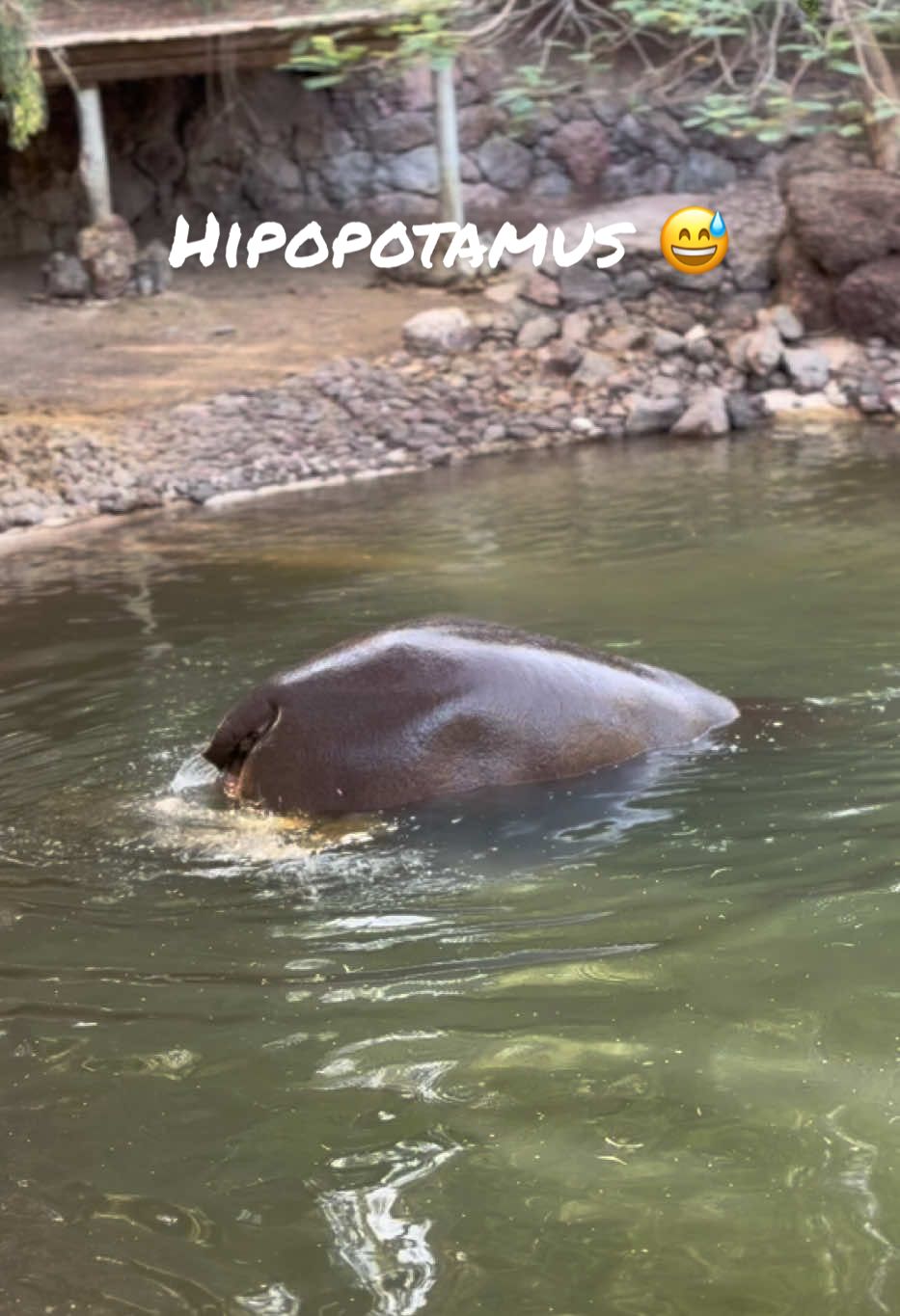 Hypo 🫣😅 #poop #shit #water #pool #animal #animalpark #oasis 