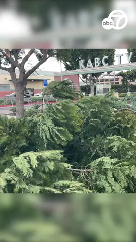 High #winds knocked down branches off a tree outside #ABC7's office in #Glendale as a #windstorm that forecasters described as potentially destructive and life-threatening is developing across Southern California. #weather