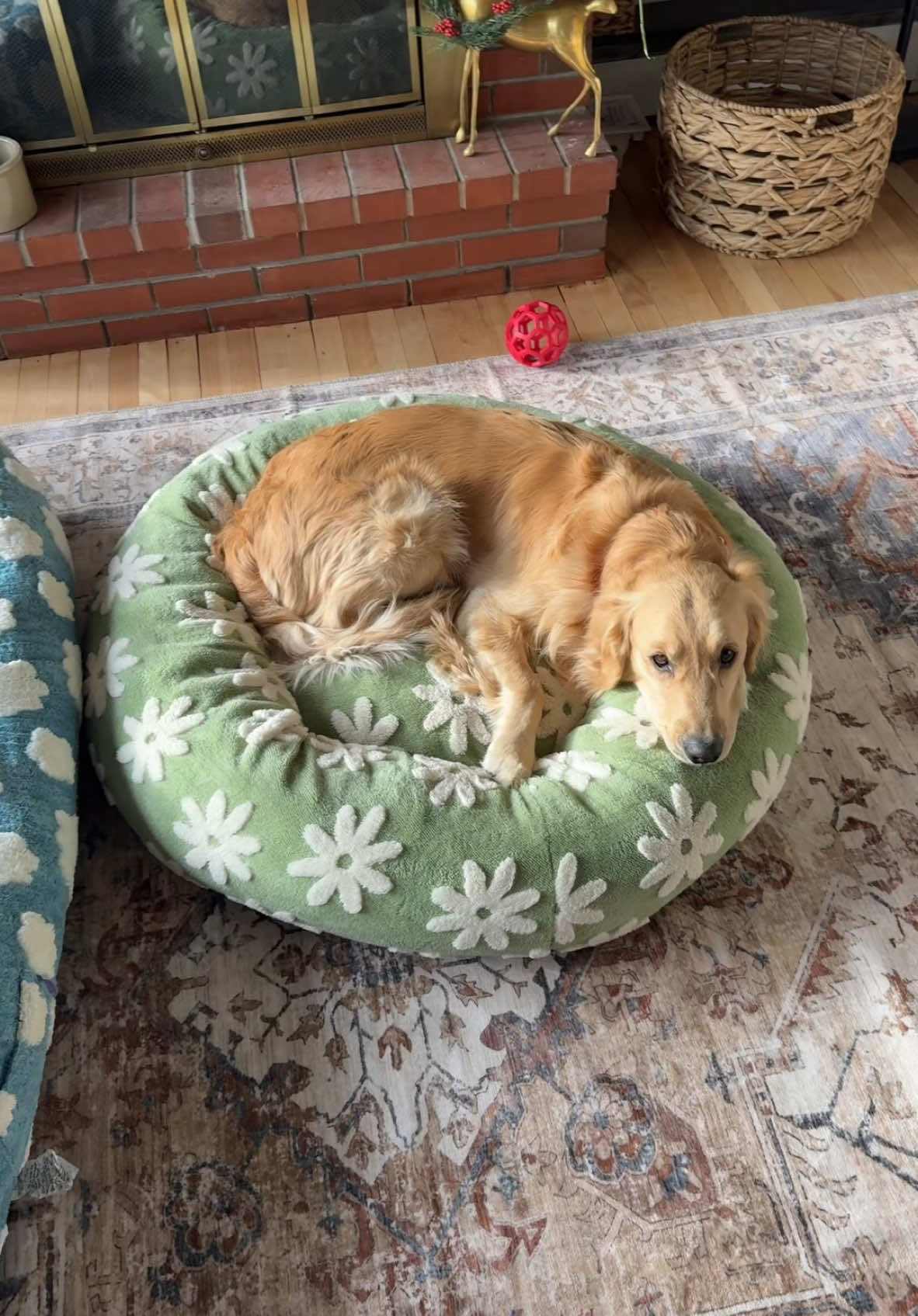 We love the lesure pet dog beds! 