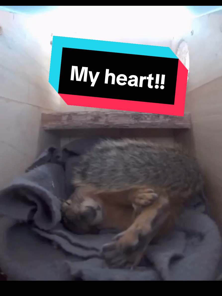 Emma the squirrel grabs her heart after being startled #squirrel #funnyanimals 