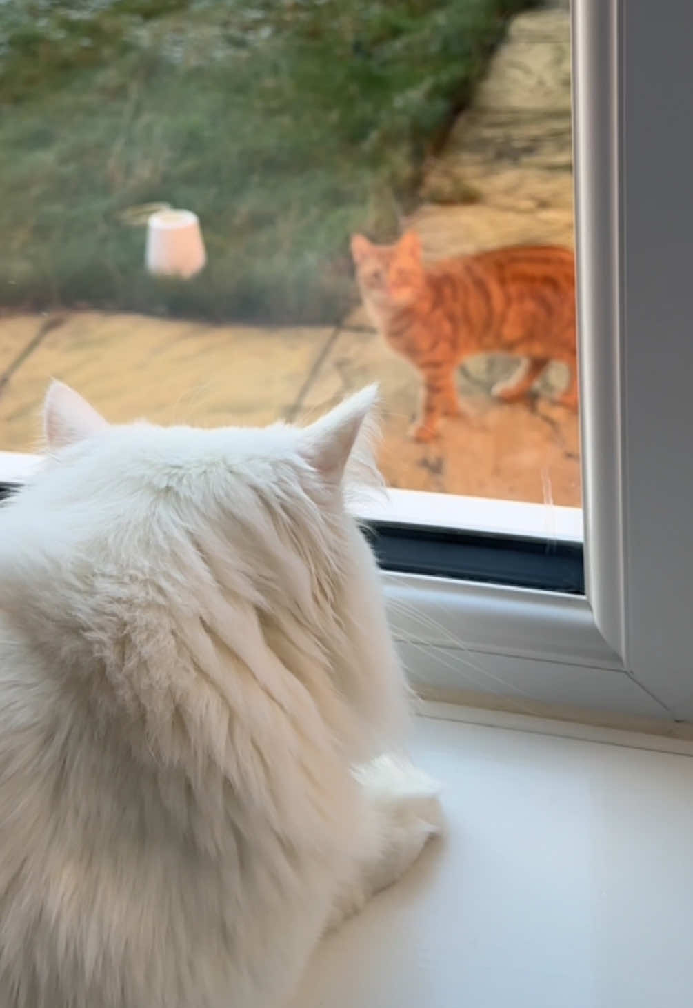 Donuts super power is summoning his girlfriend through the power of cat screams 🤣 #catsoftiktok #cat #scream #deafcat #funnyvideo #catlife #cute #younglove #romance #fyp 