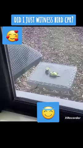 #cpr #bird #friends #fyp #fypシ #fypシ゚viral #birds 