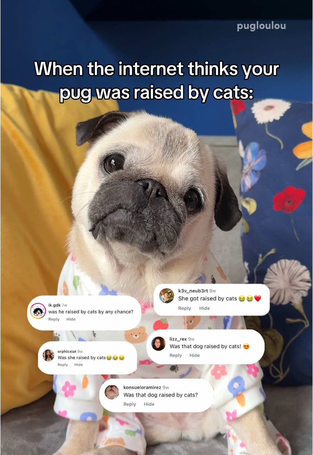 Would you think she was raised by cats? 🐱 Spoiler alert: she wasn’t 😂 #dogsoftiktok #PetsOfTikTok #dog #pug 