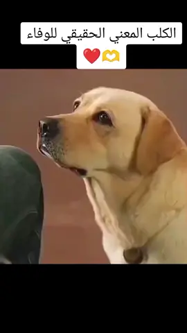#الكلب_الوفي 🐕😳