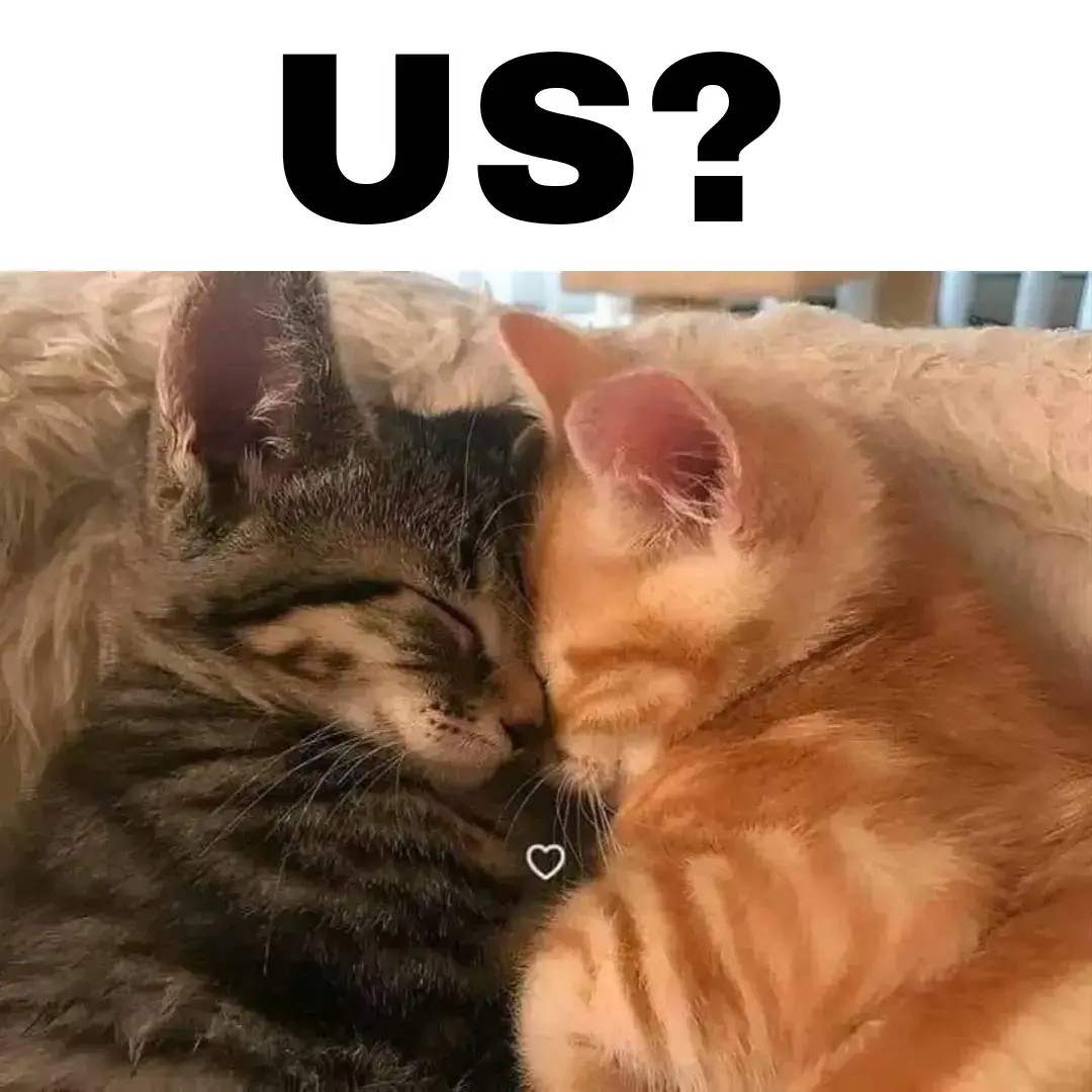 us? #милыевидео #милыекотики #котики #любовь #рек 