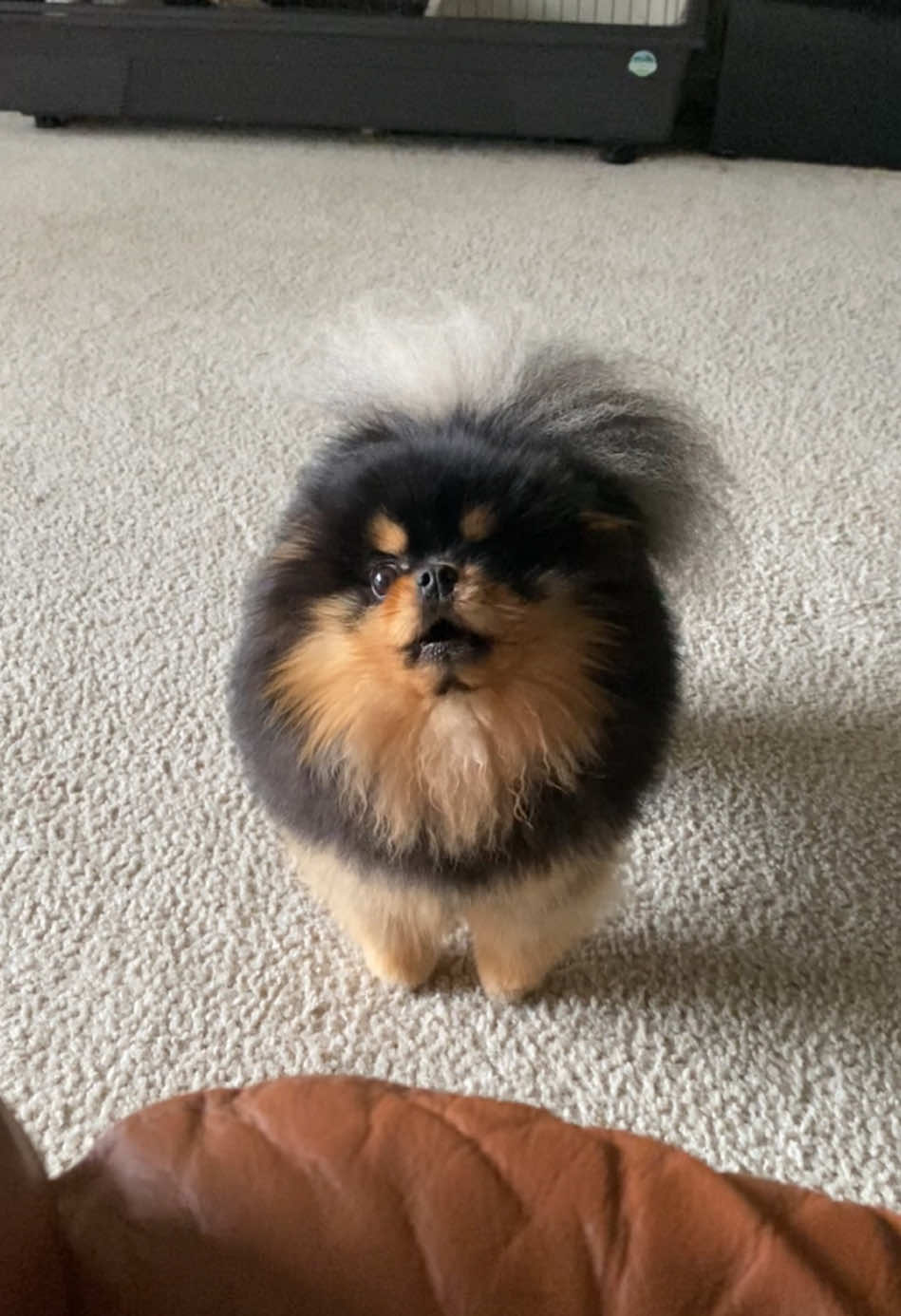 I yell because I can. #pomeranian #pomeraniansoftiktok #pomeranians #pomerania #blackandtanpomeranian #tinydog #fluffydog #blackandtan #funnydog #dogsoftiktok #puppiesoftiktok #cutedog #puppytiktok #cutepuppy #talkingdog #dogbarking #doghowling #howl #howling