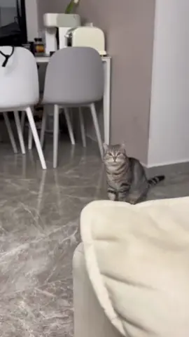 Collection of cat calls#foryou #catsoftiktok #cat #fyp #funny #tiktok #funnycat #funnycats #funnycatsoftiktok 