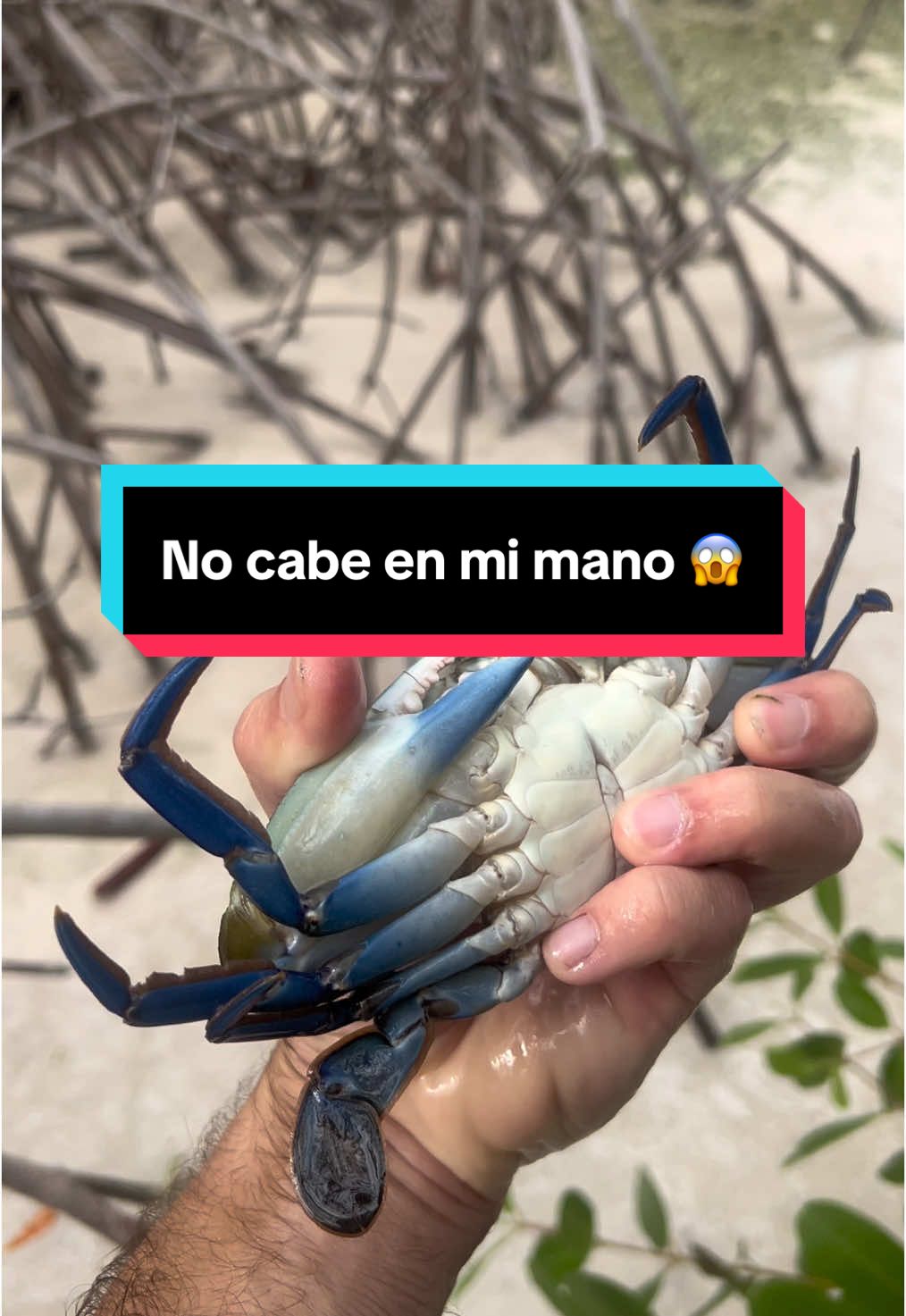 Miren la fuerza que tiene 😱🦀 #animal #mar #oceano #cangrejo #jaiba #naturaleza #ataque #peligro #misterio #parati 