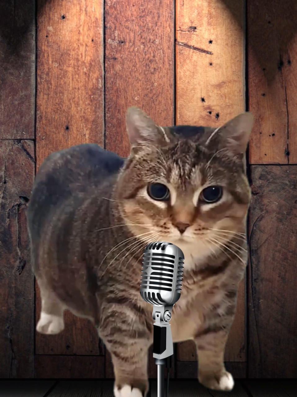 OiaCat Levan Polkka #music #foryou #meme #dance #oiacat #trending #cat #fyp #catsoftiktok 