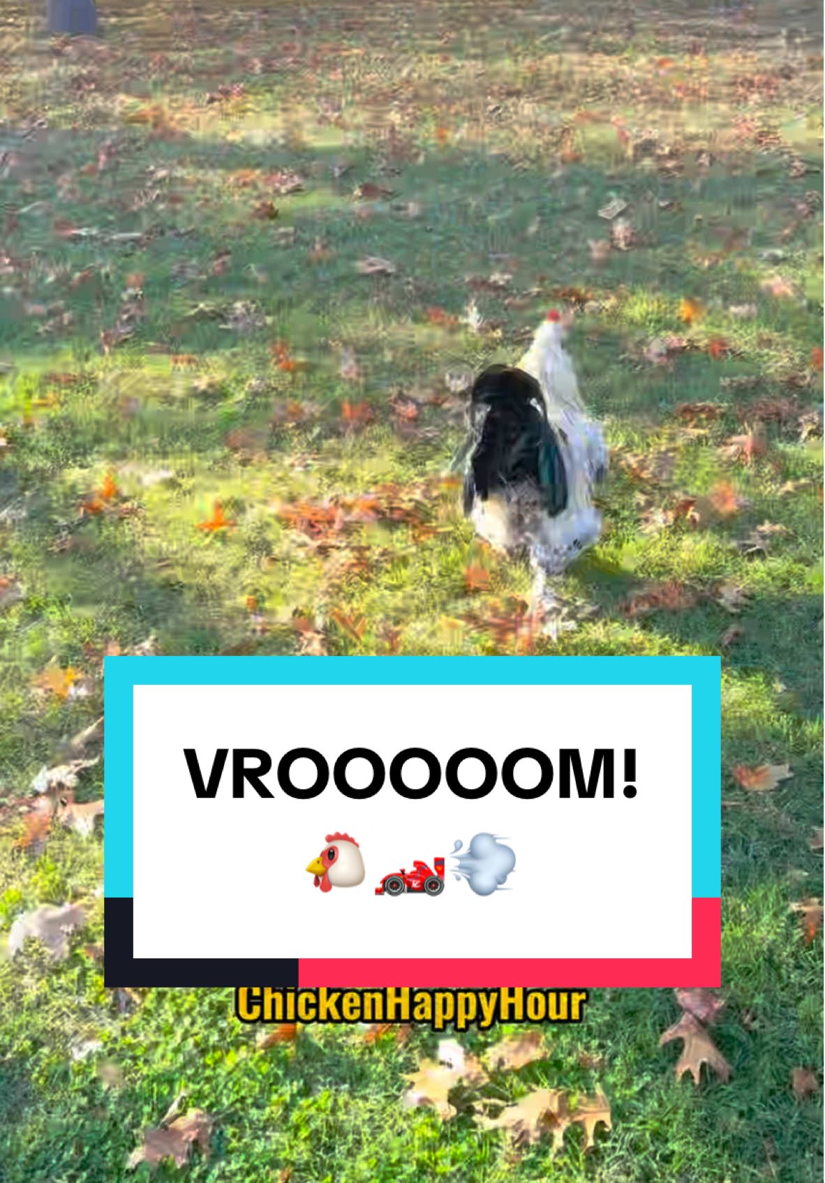 VROOOOM!!!! 🐔🏎️💨 #knockknock #joke #chickens #rooster #funnyanimals #dadjokes #vroomvroom #chickenhappyhour 