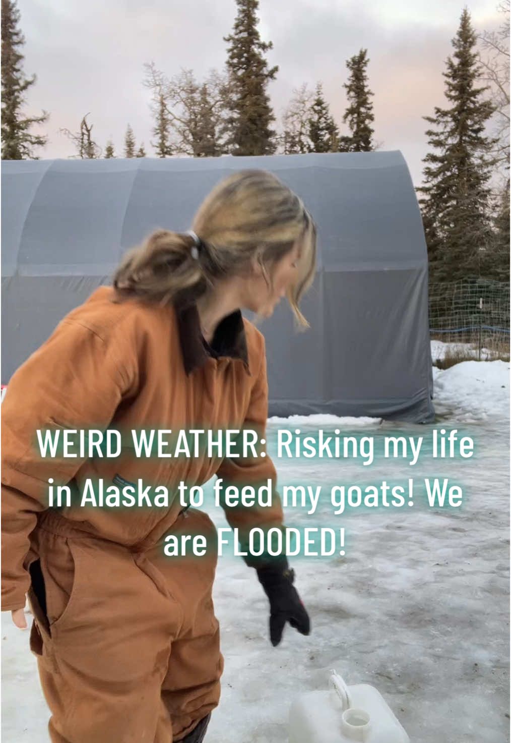 WEIRD WEATHER: Risking my life in Alaska to feed my goats! We are FLOODED in January.  #weather #alaska #flood #flooded #farmlife #alaskalife #goatsoftiktok #winter 