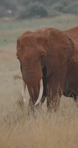 #relaxing #song #chill #nature #safari #elefante #africa 