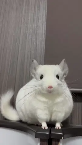 ふわっふわ #チンチラ #チンチラ好き #チンチラ好きの方と仲良くなりたい #チンチラのいる暮らし #チンチラのしらこ #chinchilla #龍猫 