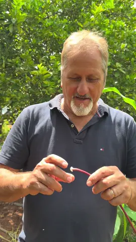 Colar de Mandioca já viu ?