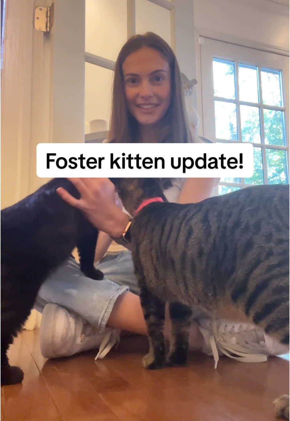 I do believe we’re almost to the end of their fostering journey which is soooo bittersweet #coopkitty #coopkittyfosters 