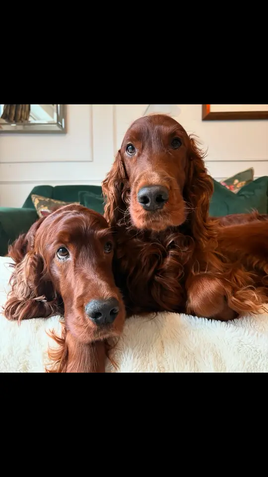 #love #dogsoftiktok #redsetter 