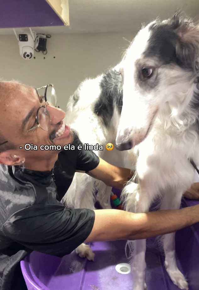 Respondendo a @Adrianito vamos banhar uma Borzoi comigo? #tiogabriel #fy #tioemsp #petdotio #