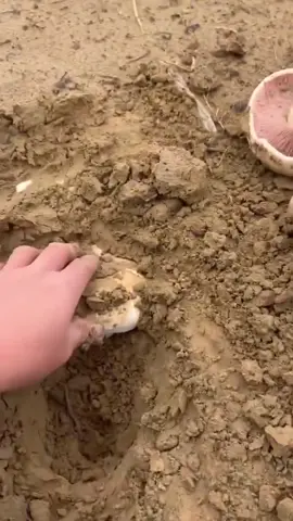 👀 Você não vai acreditar no que está escondido no solo! Cogumelos! 🍄 Sim, muitos cogumelos amadurecem suas estruturas frutíferas debaixo da terra, e não estamos falando apenas de trufas e gasteroides. Olha só essa surpresa! 😲 O Agaricus bitorquis foi encontrado e registrado por @qm1su10v (TikTok), e o que parecia um sítio arqueológico se transformou em um momento mágico de cogumelos! ✨ Quem mais ama essas descobertas subterrâneas? Comente abaixo! 👇 📹 **Créditos**: @qm1su10v --- 🔎 SEO e Hashtags: #Cogumelos #AgaricusBitorquis #DescobertaFúngica #FungosSubterrâneos #Trufas #Micologia #MundoDosCogumelos #ExploraçãoFúngica #CaçaAoCogumelo #FungosEdíveis #FungosEducacionais --- Siga> @NaturalCultivoOficial @DaviLopesCultivo