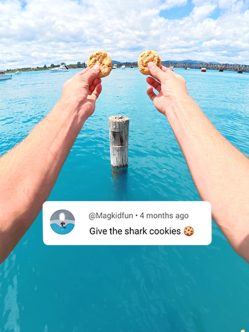 Give The Shark A Cookie 🍪 #northsea #challenge #fyp #shark #parkour 