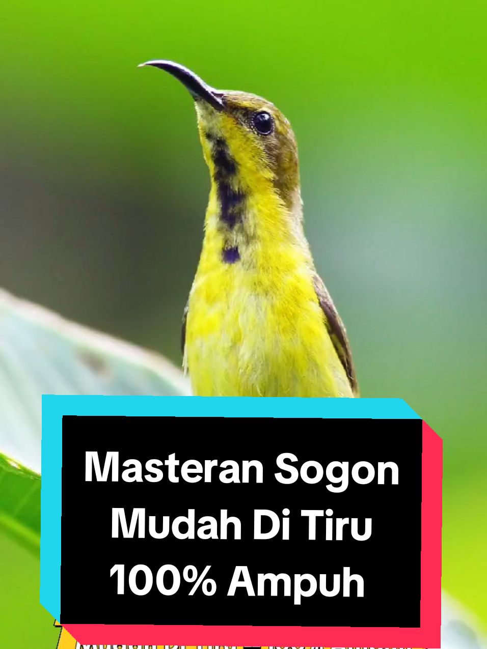 masteran/pancingan sogon mudah di tiruh #masteransogon #pancingansogon #terapisogon #sogonfullmateri #sogonjuara #pancingansogonemosi #burungsogon #sogon #sogonmania #sogonmaniaindonesia #sogonisianistimewa #masteransogonjuara #sogonnembak #masteranburung #masteranrolltembak #masteranburungjuara #masteranmuraibatu #masterancucakijo #masteransogon #masterankonin #masterankacer #masteranburungmaterimewah #masteranburungfullmateri #masteranburungfulltembakan #kicaumania #fyp #masteranfullmateri #masterancendet #masteranpleci #masterantengkekbuto #masterankenari #masterankenarirusia #masterancigun #masteransikatanlondo #masterantembakankasar #masterancililin #burungmasteran 