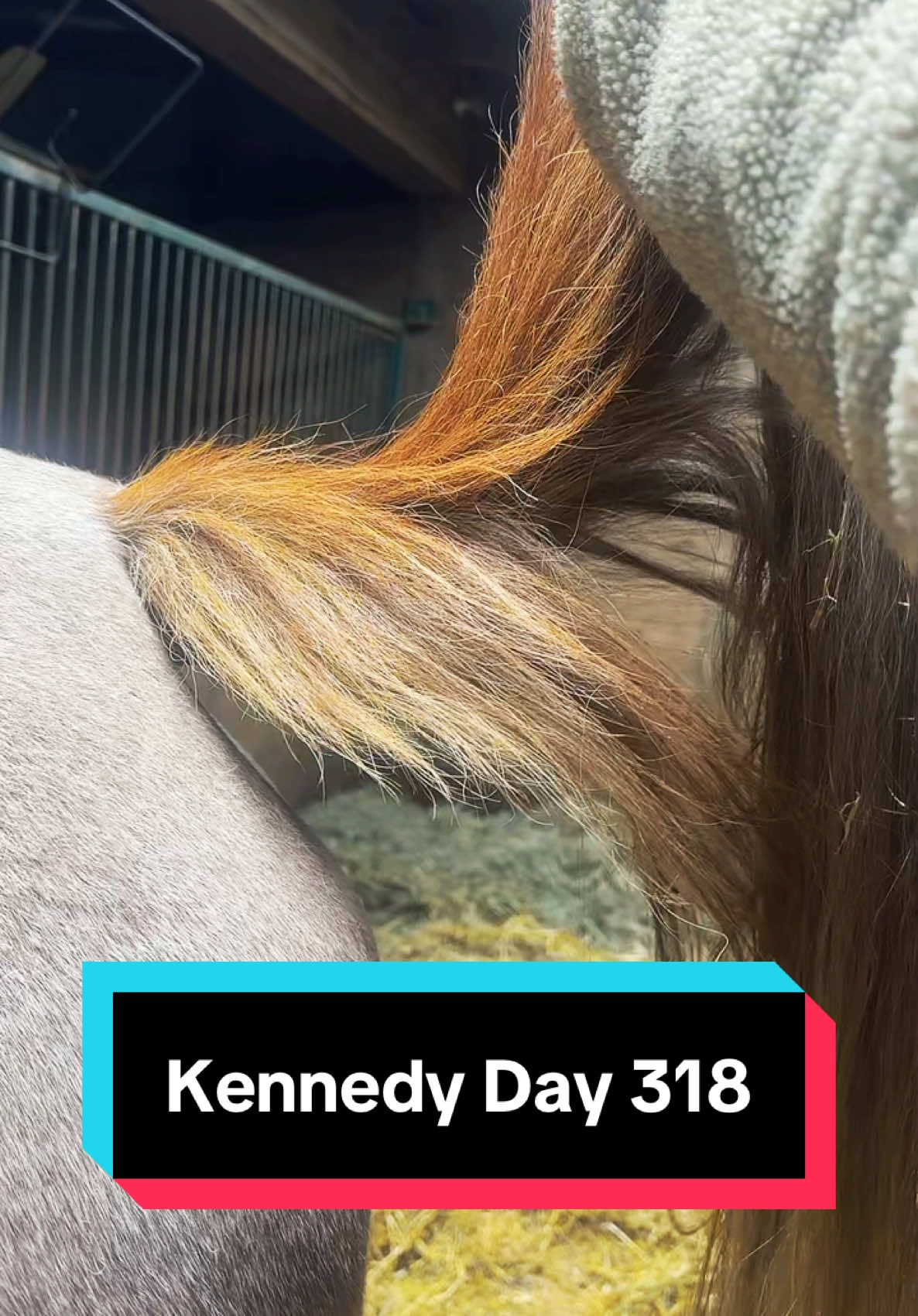 Kennedy Day 318🐴 #foalwatch 