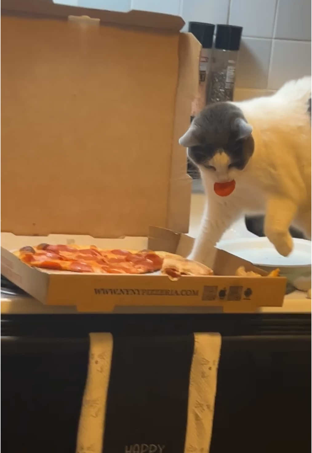 When you just want a bite and not the whole slice #fyp #cats 