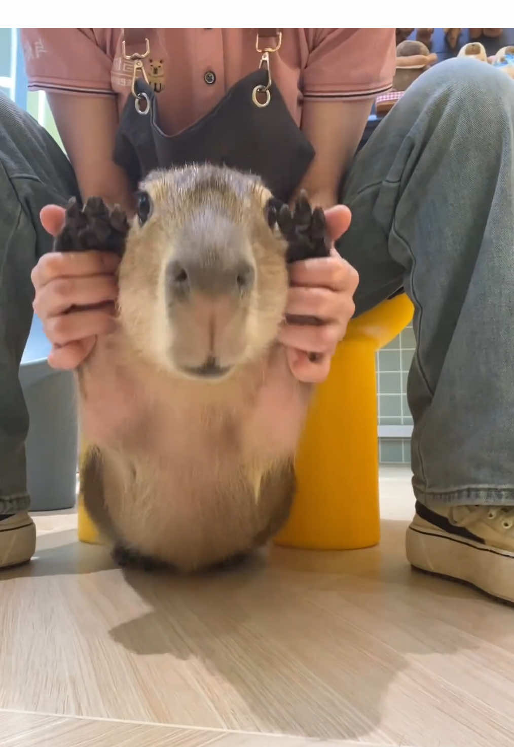 It turns out that capy calls like this🤣 #funnyvideo #capybara #enjoylife #lovable 