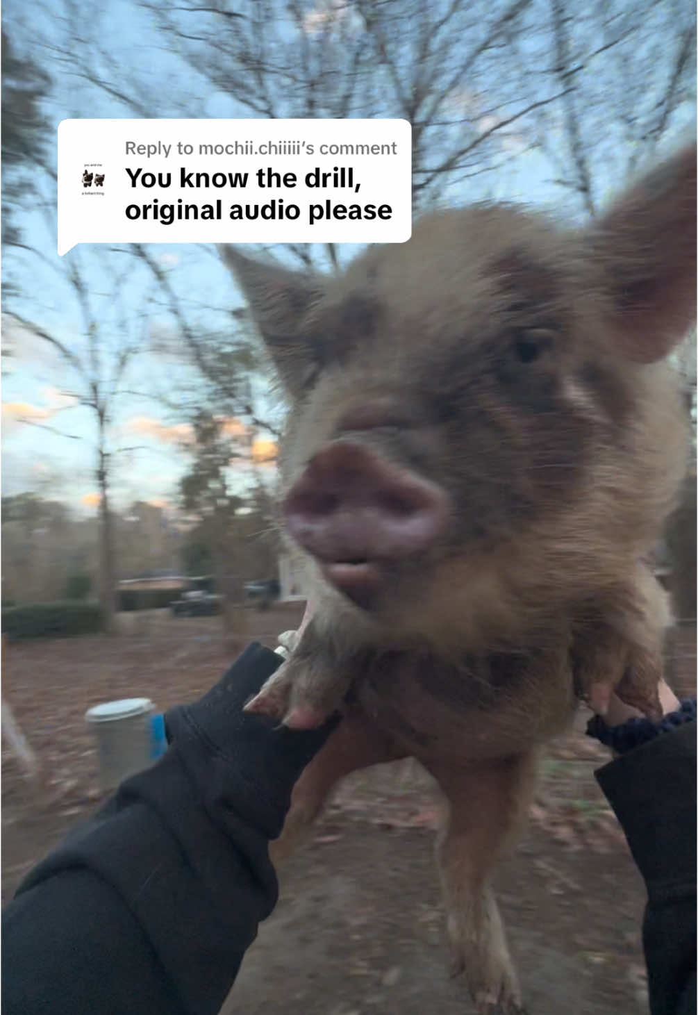 Replying to @mochii.chiiiii done🫡 #hobbyfarm #homestead #pig #kunekune #fyp #relatable 