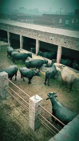 #dogar #dairy #farm 