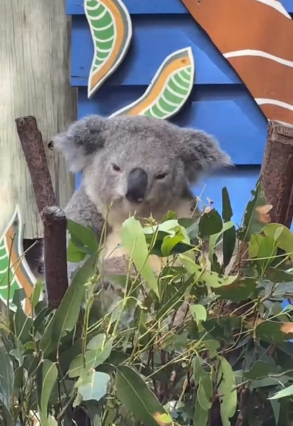 What’s doin sleepy boi? #suddendisplayofenergy #sleepyboiz #lookswhosup #lfg (IG: ryan.abedian) 