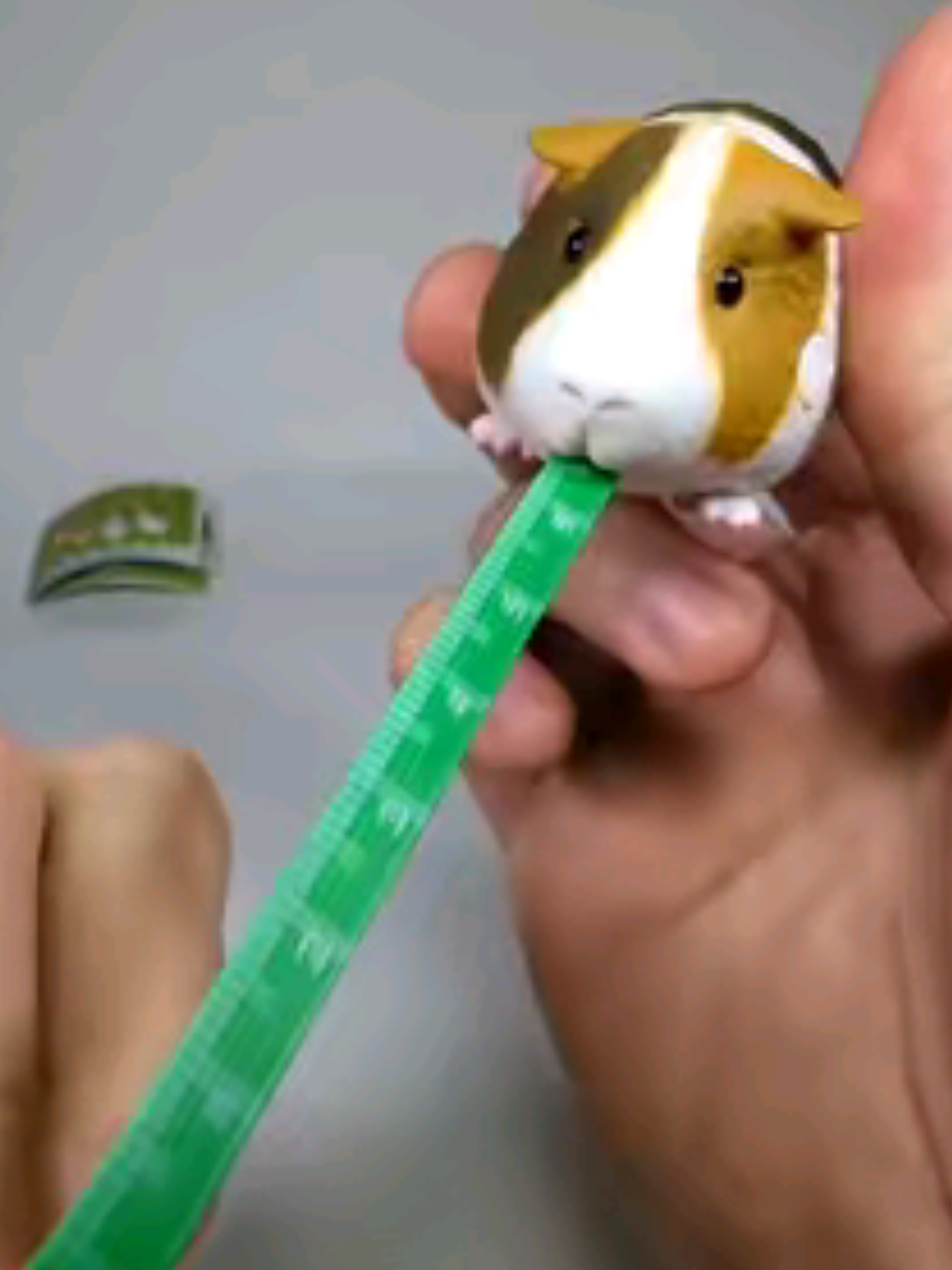 Guinea pig measuring tape 🐹#guineapig #guineapigs #guineapigsoftiktok  #hamster 