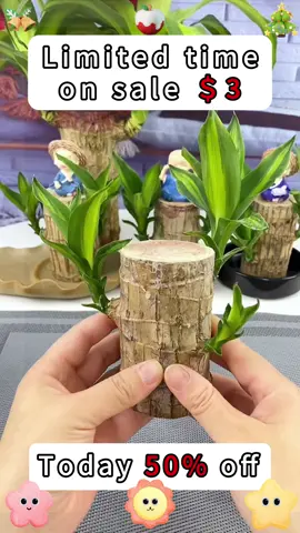 #TikTokShop #garden #homegarden #homeplants #plants #brazilianwood #fyp #tiktokmademebuyit
