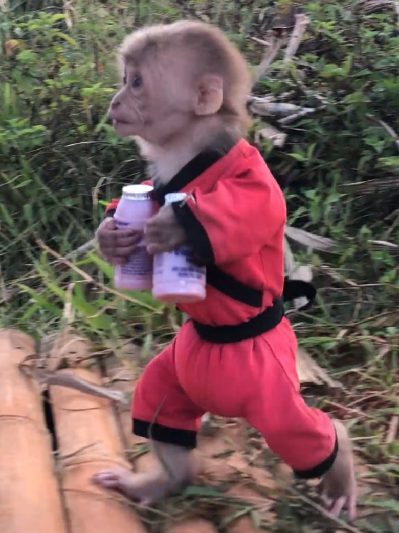 Funny monkey Bon and  2 boxs milk. #cutemonkeys #monkeydluffy #monkeysoftiktok #cutemonkey #cuteanimals 