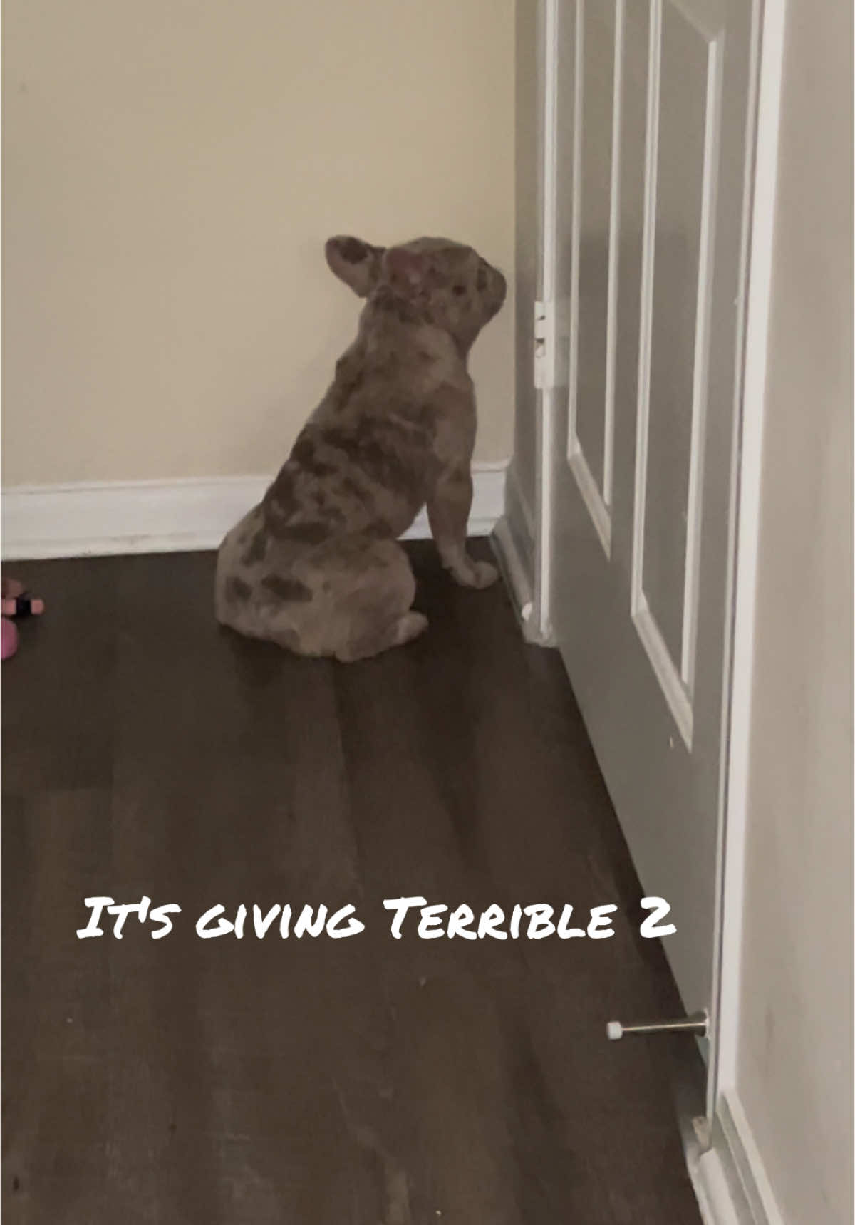 Chanel does what she wants to do when she wants to do it so yes Chanel gets time out…  I have two girls now I thought the one I birth was sassy she has nothing on Chanel 🤣 and I think she rolls she eyes at me… I call her #yoda because they have to be in the same family tree 🤣 : : : The Dog police followed me from IG to TikTok so My last post was deleted so I waited a while to post…  #fyp #dogsoftiktok #frenchie #frenchbulldog #frenchiesoftiktok #frenchielife #animals #attitude #foryoupage 