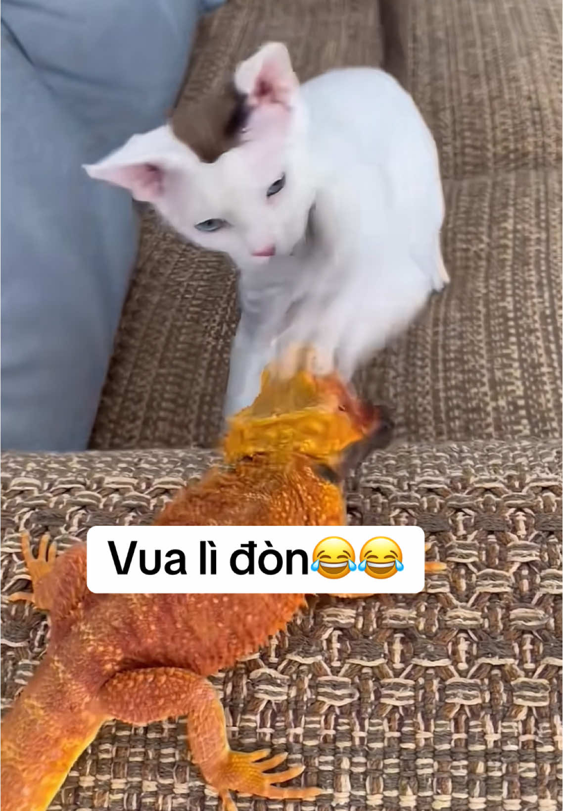 Quá chớn rồi đó😂 #sugiacuatiengcuoi #funny #funnyvideos #cat #catfunny #xuhuong 