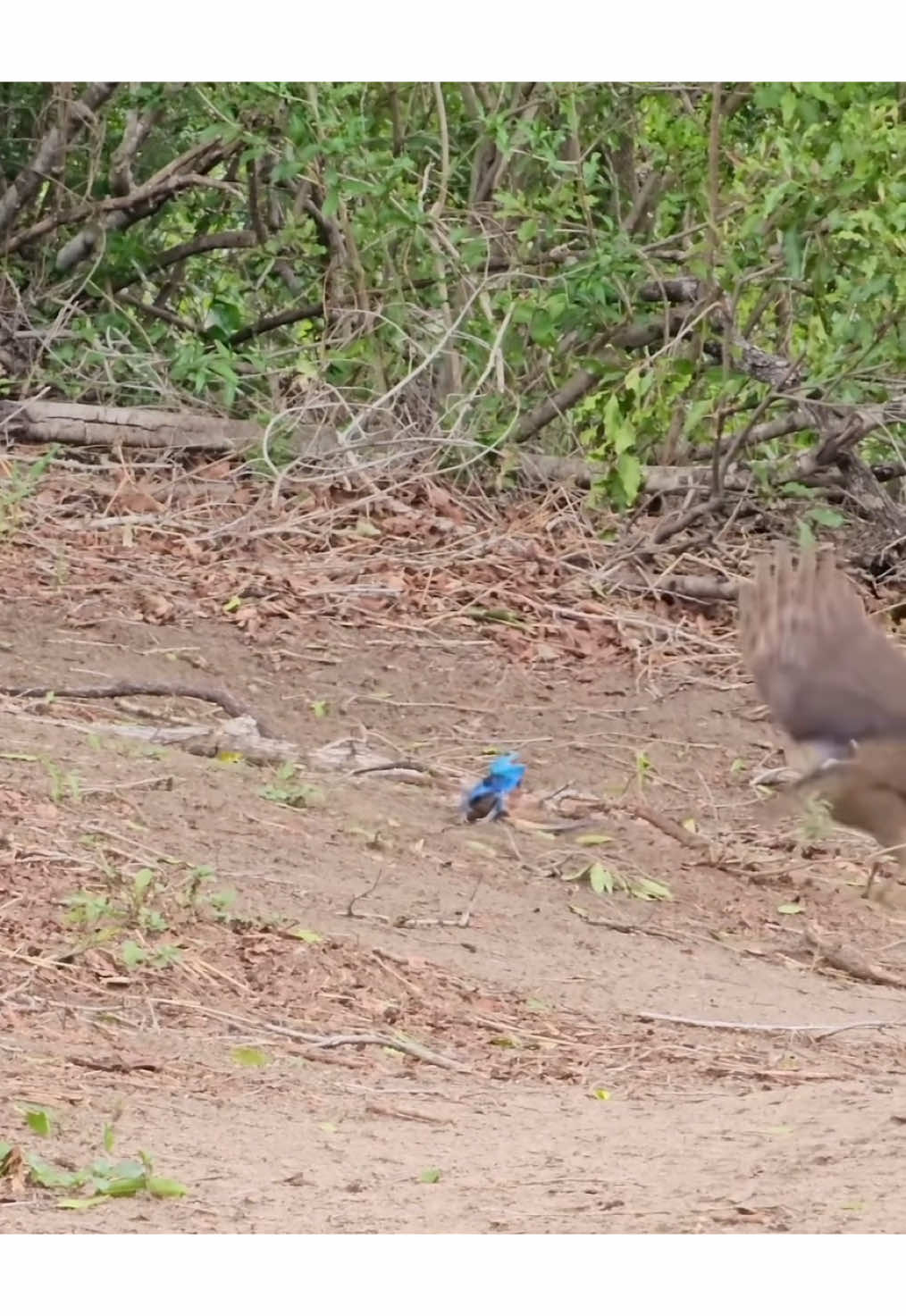 Watch the long interesting battle between an African goshawk and Southern Tree Agama😱😮 #africanwildlife #nature #wildlife 