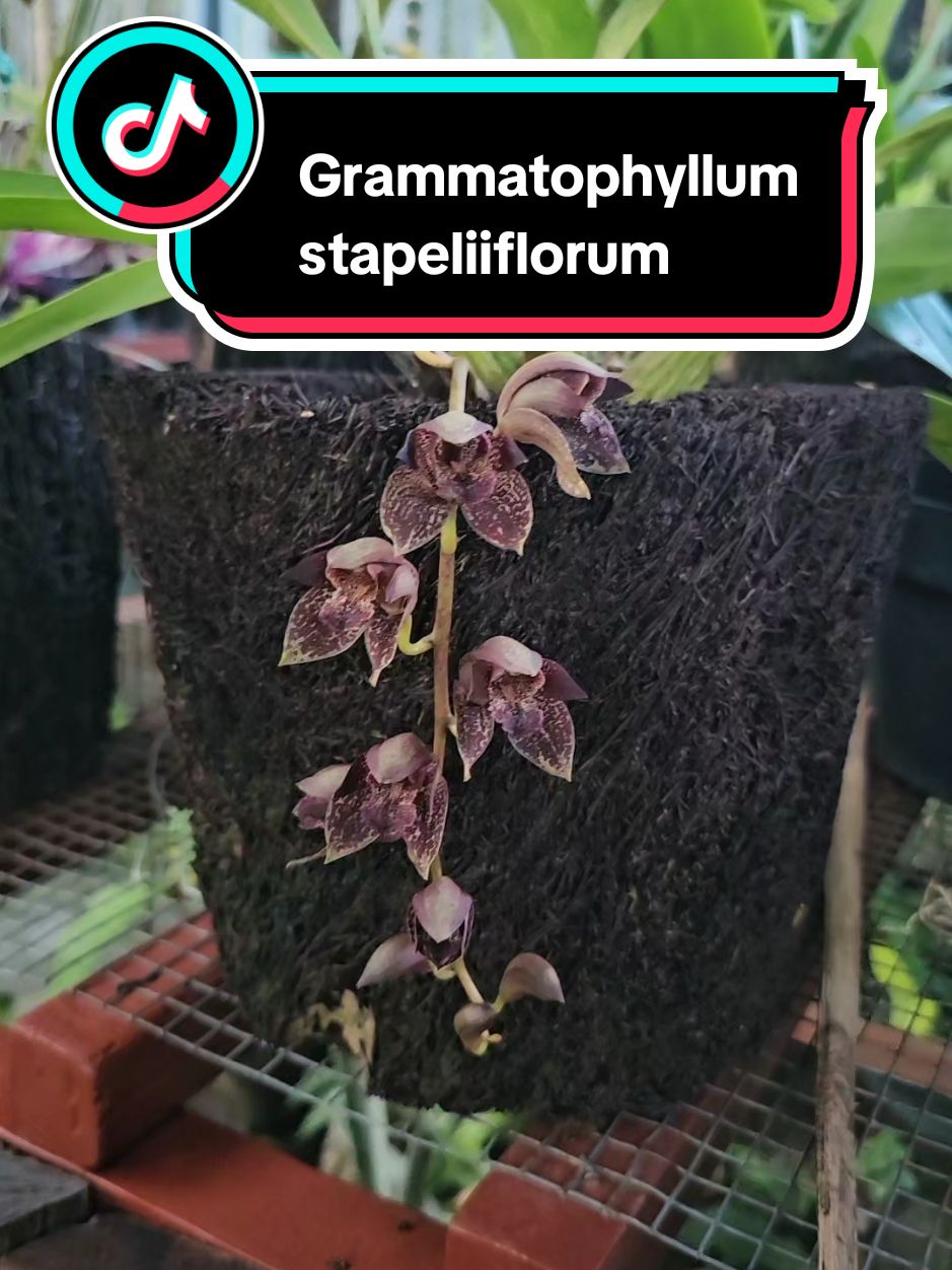 Grammatophyllum stapeliiflorum Nama lokal : 1. Anggrek Hitam Papua 2. Anggrek Ratap Tangis 3. Anggrek Sendu Karakteristik 1. Bunga berwarna coklat kehitaman. 2. Tangkai bunga menjuntai ke bawah. 3. Umbi semu (bulb): 5-7 cm panjangnya. 4. Jumlah bulb dalam satu rumpun: 3-10. 5. Daun tebal, berwarna hijau. Perawatan 1. Penyiraman: 2-3 kali seminggu. 2. Pencahayaan: Cahaya tidak langsung. 3. Suhu: 20-30°C. 4. Kelembaban: 50-70%. 5. Pupuk: Gunakan pupuk anggrek secara teratur. Habitat Asli 1. Hutan hujan tropis Papua. 2. Tumbuh pada pohon sebagai epifit. Status Konservasi 1. Terdaftar dalam Daftar Merah IUCN. 2. Dilindungi oleh undang-undang di Indonesia. Tips Perawatan Tambahan 1. Jangan menyiram bunga langsung. 2. Jaga kebersihan pot dan sekitarnya. 3. Lakukan pemangkasan setelah bunga layu. 4. Pantau hama dan penyakit. #kebunanggrek #kebunanggrekjayapura #anggrekhitam #bibitmurah #freepengantaran