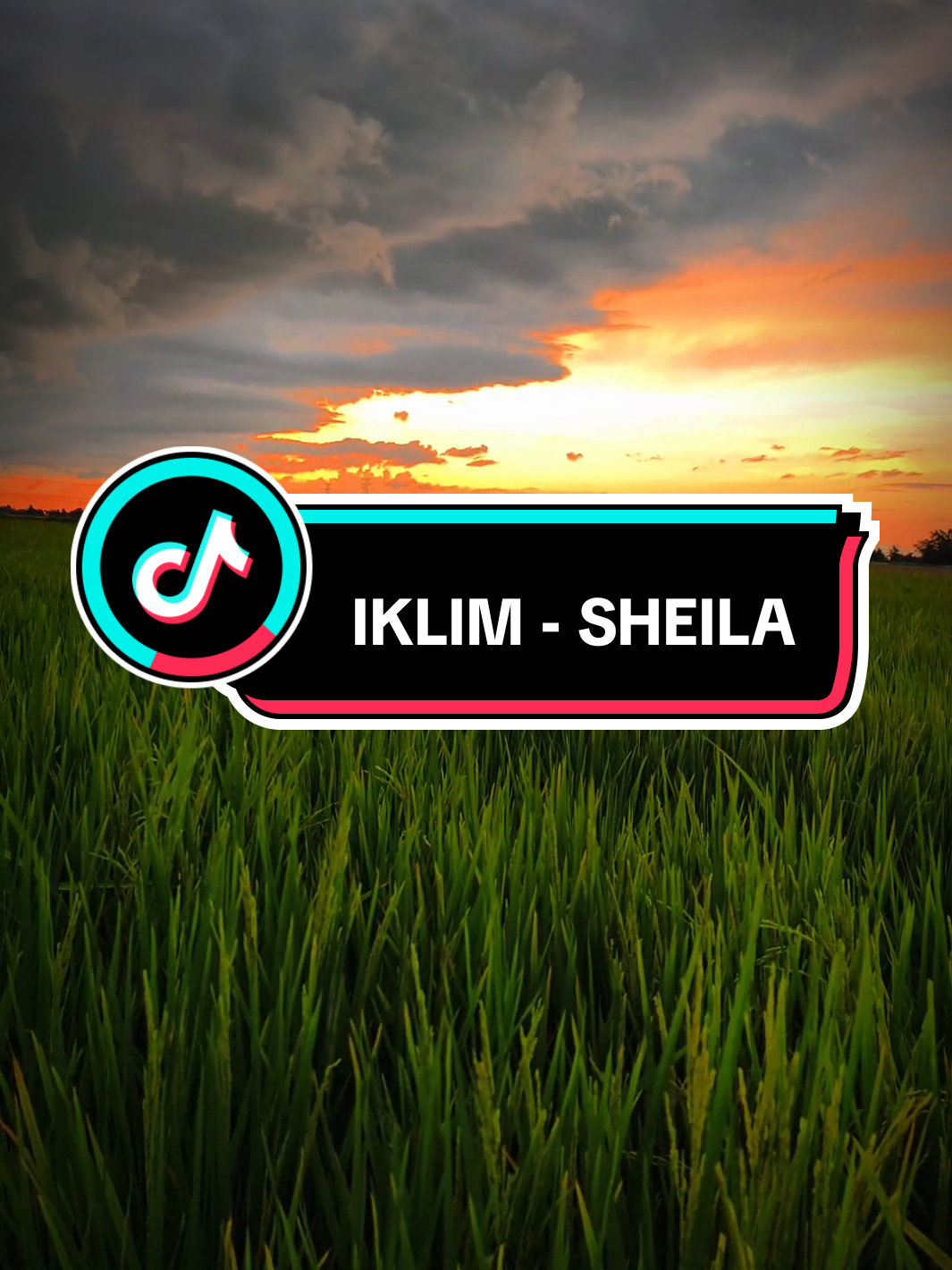 #sheila #iklim #sunset #sawah 